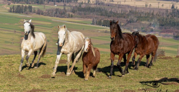 Das unsichtbare Team