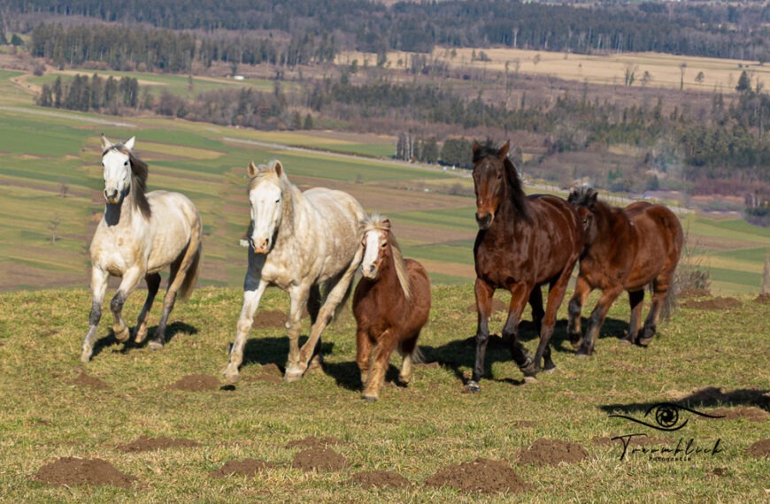 Das unsichtbare Team