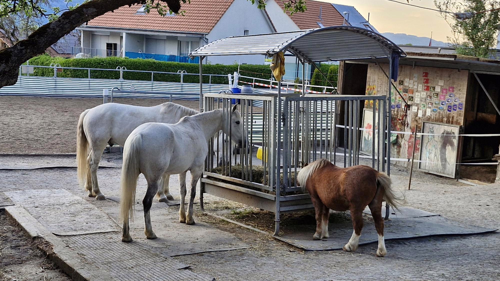 Die Heuraufen-Konferenz